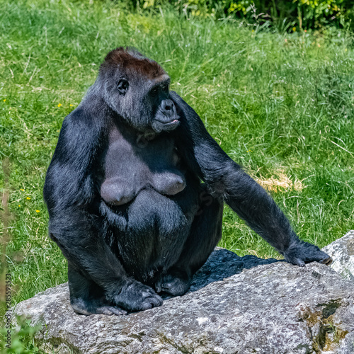 Cuadros en Lienzo Gorilla, monkey, female sitting in the grass, portrait of a great ape