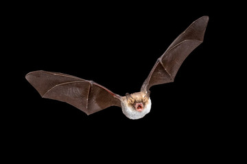 Poster - Flying Natterers bat isolated on black background