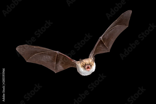Fotografía Flying Natterers bat isolated on black background