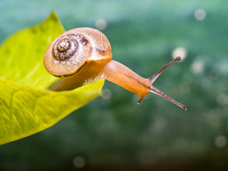 Canvas Print - Snail on a green leaf