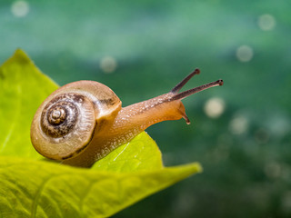 Canvas Print - Snail on a green leaf