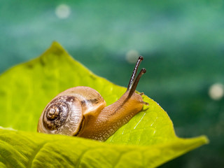 Canvas Print - Snail on a green leaf