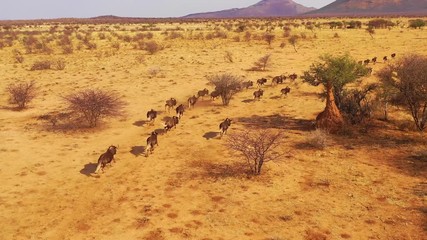 excellent drone aerial of black wildebeest running on the plains of africa, namib desert, namibia.