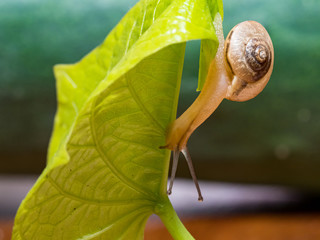 Snail on a green leaf