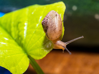 Canvas Print - Snail on a green leaf