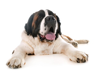 Poster - saint bernard in studio