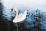 A swan swimming in the lake.