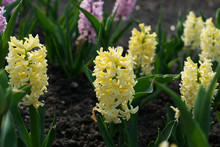 Light Yellow Hyacinth Flower, Hyacinthus Or Hyacinths Flower