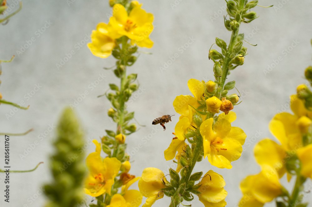 pszczoła zbierająca pyłek z kwiatów dziewanny  - obrazy, fototapety, plakaty 