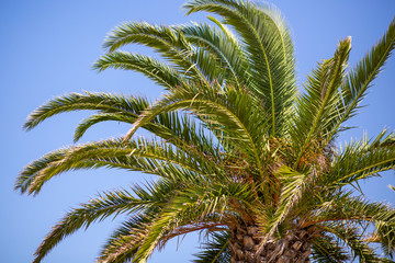 palm tree on background of blue sky