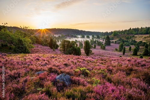 Fotomural Sonnenaufgang am Totengrund in der Lüneburger Heide