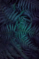  green fern leaves textured  in the nature, green background