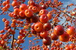 Früchte des Zierapfel im Herbst vor blauem Himmel