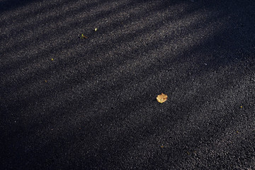 Sticker - wet asphalt road with brown autumn leaf