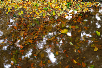 Sticker - colorful autumn leaf on the ground with water reflection