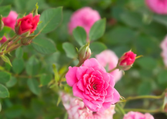 Wall Mural - Blooming rose texture in garden