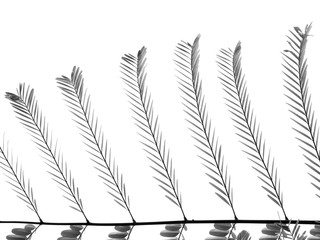 gray leaf on white background