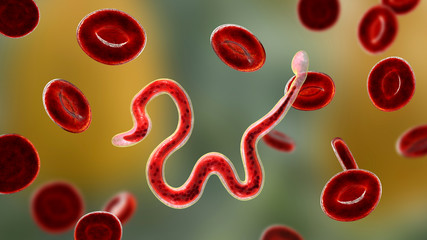 Wall Mural - Brugia malayi in blood, a roundworm nematode, one of the causative agents of lymphatic filariasis, 3D illustration showing presence of sheath around the worm and two non-continous nuclei in the tail