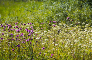 Wall Mural - Wild purple flowers in the grass