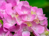 Fototapeta Storczyk - Macro image, Close up pink Hydrangea flower.