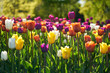 Field of colorful bloom tulips in botanical park