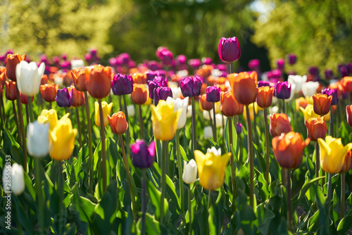 Fototapeta tulipany   pole-kolorowych-tulipanow-kwitnacych-w-parku-botanicznym