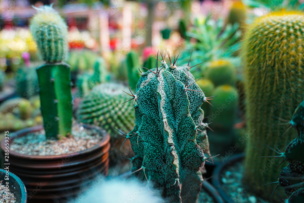 A Cactus (plural Cacti) is a block that spawns naturally in Desert biomes  and Mesa biomes. Cacti can rarely be found on clay that is found outside a  body of water. Stock