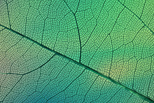 Abstract Transparent Leaf Veins With Green