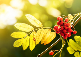 Wall Mural - Autumn rowan tree with red berries and yellow leaves