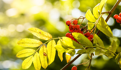 Wall Mural - Autumn rowan berries and yellow leaves with nice bokeh