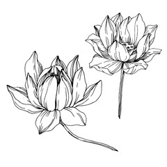 Vector Lotus floral botanical flowers. Black and white engraved ink art. Isolated lotus illustration element.