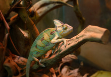 Veiled Chameleon, Chamaeleo Calyptratus, Sitting On A Branch Of A Tree In A Terrarium Of Zoo