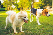 Beagle Dog With Pomeranian Spitz On A Green Grass In Garden. Background