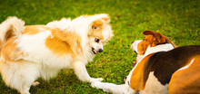 Beagle Dog With Pomeranian Spitz Playing On A Green Grass