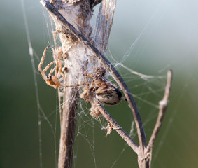 spider on a web
