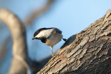 Black Capped Chickadee (Poecile Atricapillus) Perches On A Tree Branch