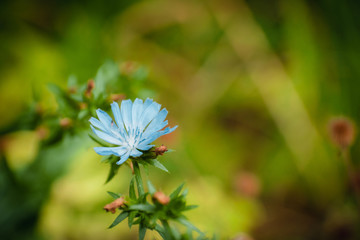 Wall Mural - Light blue wild flowers of common Chicory. Blooming chicory flowers on a on natural background of green grass in sunny summer day on meadow. Green little spider on a flower.