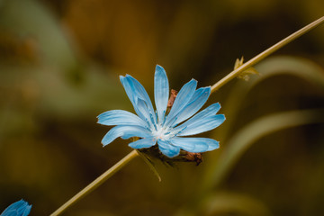 Wall Mural - Light blue wild flowers of common Chicory. Blooming chicory flowers on a on natural background of green grass in sunny summer day on meadow. Green little spider on a flower.