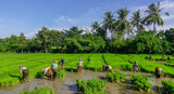 Fototapeta Dziecięca - People working on rice field in Vietnam