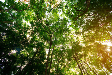 Wall Mural - Nature background in the jungle in tropical forest with sunshine light.