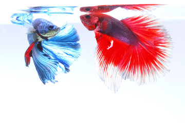 Canvas Print - Red and blue betta fish  haf-moon species have beautiful colors.