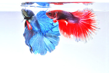 Wall Mural - Red and blue Betta fish in the bottle 