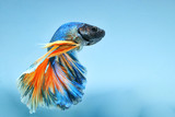 Betta fish "Half Moon" has blue-yellow, blue background.
