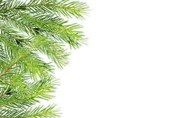  Spruces, pine branches on a white background with place for text. Background for advertising, greeting cards.