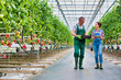 Senior farmer carrying tomatoes in crate while talking to coworker holding clipboard at greenhouse
