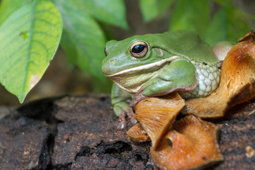 Wall Mural - dumpy frog, tree frog, papua green tree frog