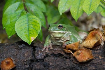 Wall Mural - dumpy frog, tree frog, papua green tree frog