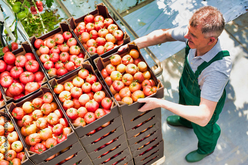 Cuadros en Lienzo Senior male farmer arranging newly harvest tomatoes in crate