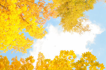 beautiful autumn forest with yellow branches and leaves and blue sky with nobody