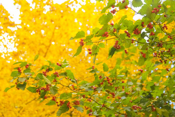 beautiful autumn forest with yellow branches and leaves with nobody